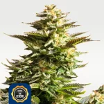 Amnesia Haze 22% THC feminized