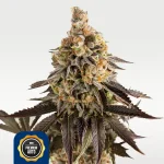 Cookies Gelato 23% THC Autoflowering