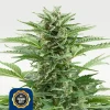 Easy Bud Automatic Samen kaufen in Deutschland