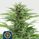 Easy Bud 12% THC Autoflowering