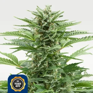 Easy Bud 12% THC Autoflowering
