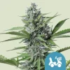 Fast Eddy CBD Auto Samen in Deutschland kaufen