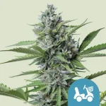Fast Eddy High CBD Autoflowering