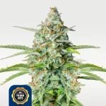Northern Lights 14% THC Autoflowering