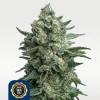 OG Kush Samen kaufen in Deutschland