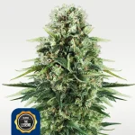 Power Flower 19% THC feminisiert