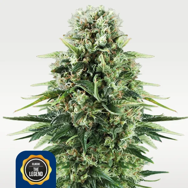 Power Flower Samen kaufen in Deutschland