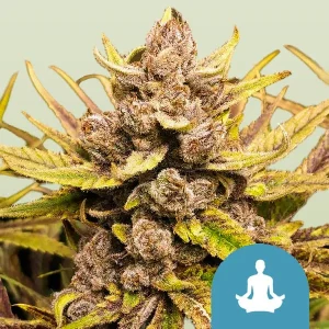 Royal Highness High CBD