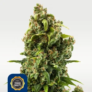 Sour Diesel 19% THC feminisiert