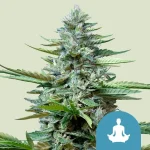 Stress Killer High CBD Autoflowering