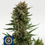 White Widow 14% THC Autoflowering